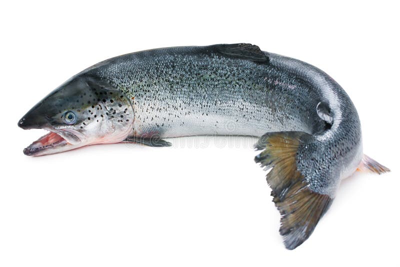 Atlantic salmon