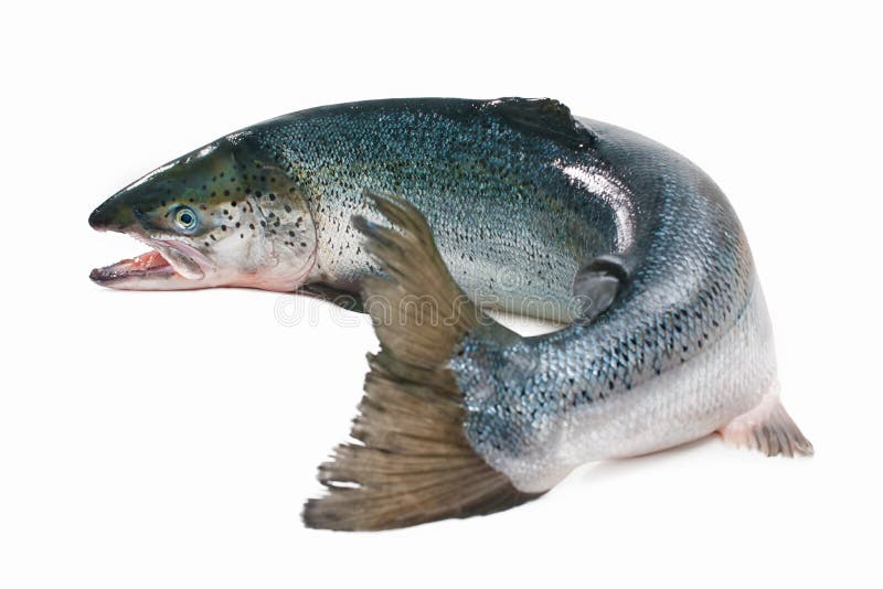 Atlantic salmon