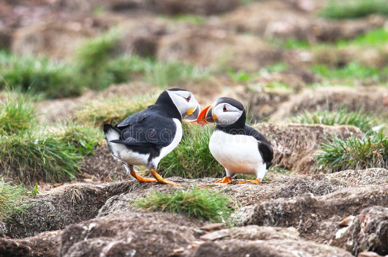 Atlantisch Papegaaiduiker het Koppelen gedrag, wat betreft bekken, van Newfoundland, Canada Roekenkolonieachtergrond royalty-vrije stock fotografie Atlantisch Papegaaiduiker het Koppelen gedrag, wat betreft bekken, van Newfoundland, Canada Roekenkolonieachtergrond royalty-vrije stock fotografie