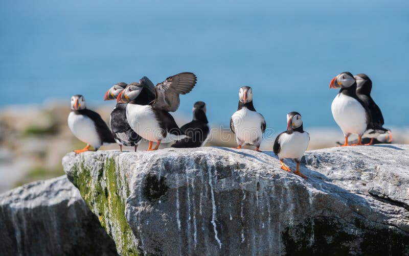 Atlantische Papageientaucher stockbilder Atlantische Papageientaucher stockbilder