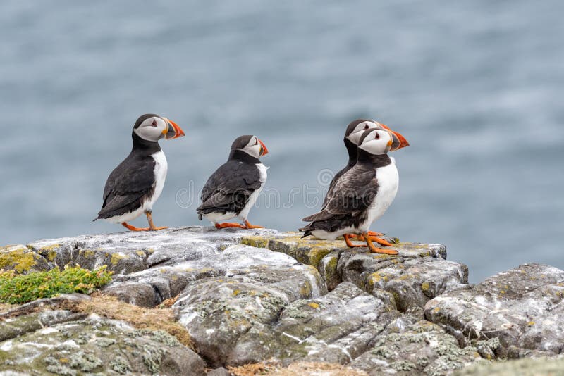 Atlantische Papageientaucher Fratercula arctica, stehend auf der Klippe an lizenzfreies stockbild Atlantische Papageientaucher Fratercula arctica, stehend auf der Klippe an lizenzfreies stockbild