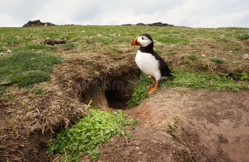Atlantischer Papageientaucher, der seinen Bau, Großbritannien bereitsteht stockbild Atlantischer Papageientaucher, der seinen Bau, Großbritannien bereitsteht stockbild