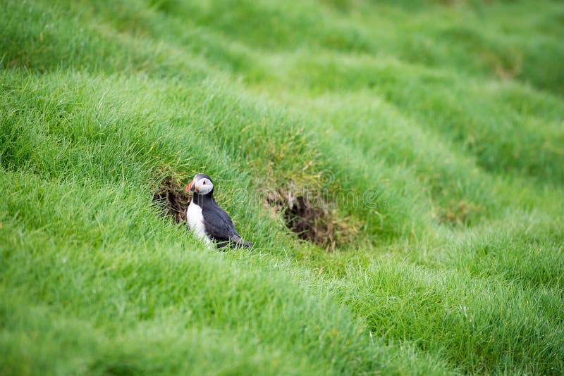 Atlantischer Papageientaucher, Fratercula arctica stockbilder Atlantischer Papageientaucher, Fratercula arctica stockbilder
