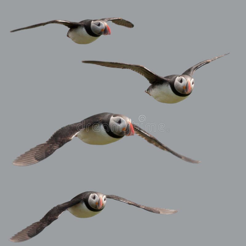 Atlantycki pospolity latający maskonur