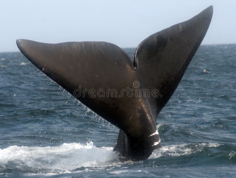 Atlantycki północny prawy wieloryb