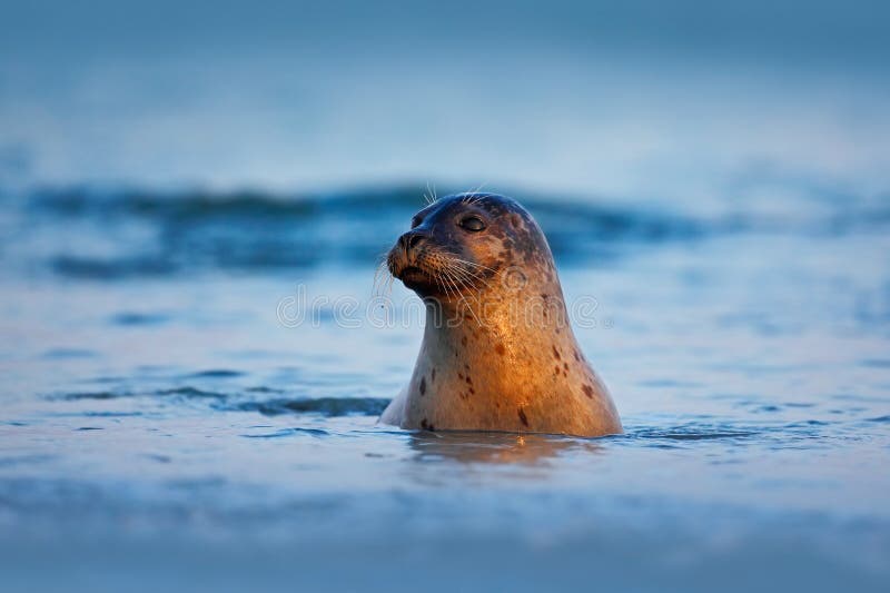 Atlantyk Popielata foka, Halichoerus grypus, portret w zmroku - błękitne wody dowcipu ranku słońce, zwierzęcy dopłynięcie w ocean