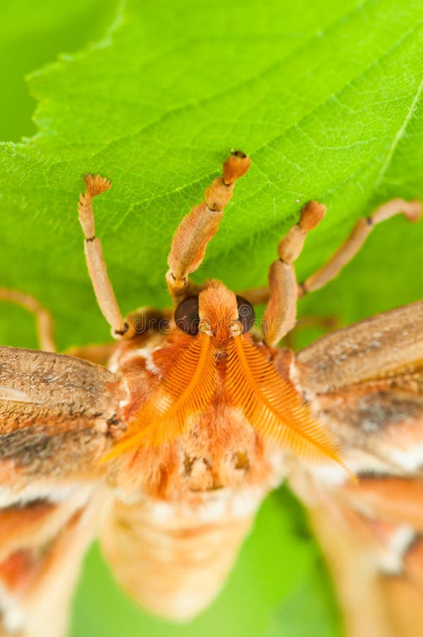 Atlas Moth stock images