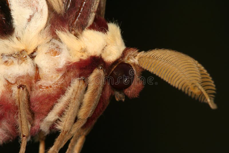 Atlas moth - antennae and eye