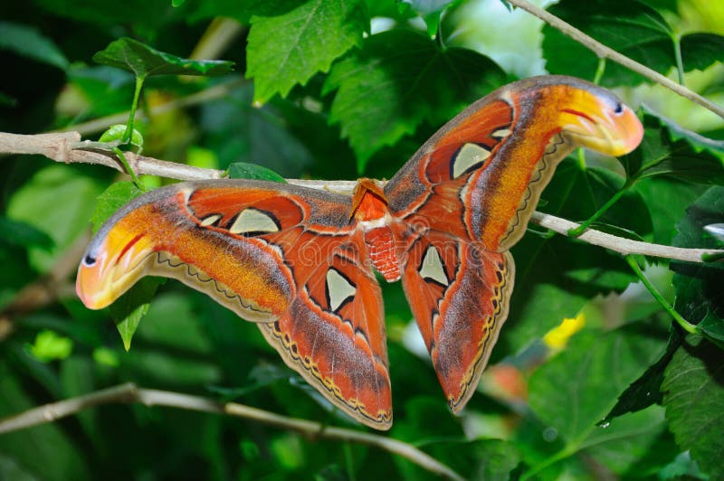 Butterfly and Atlas by Lucian Bane Butterfly and Atlas by Lucian Bane