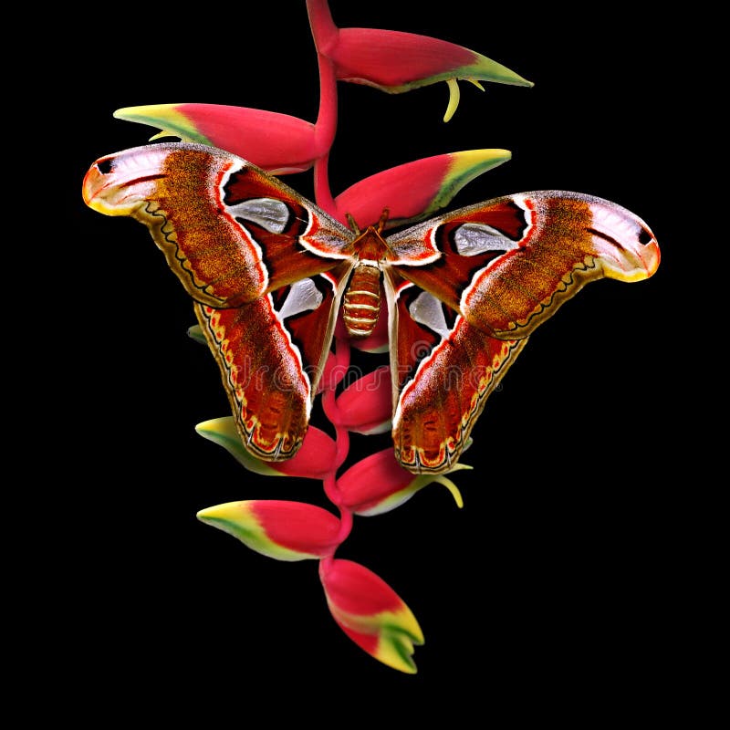 Atlasmot op heliconiabloem met zwarte achtergrond royalty-vrije stock afbeeldingen Atlasmot op heliconiabloem met zwarte achtergrond royalty-vrije stock afbeeldingen