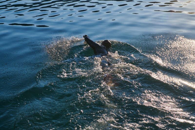 Atleta de triatlón nadando en el lago al amanecer usando traje húmedo fotografía de archivo