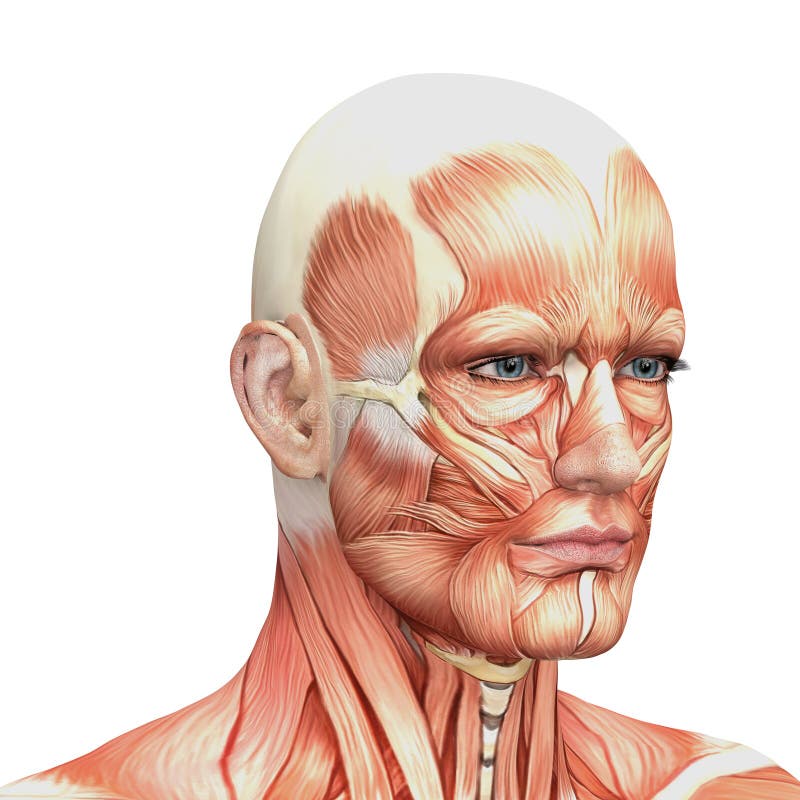 Atletische mannelijke menselijke anatomie en spieren royalty-vrije illustratie Atletische mannelijke menselijke anatomie en spieren royalty-vrije illustratie