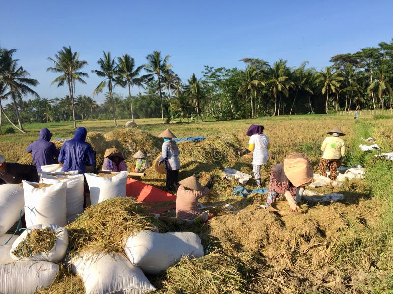 The atmosphere in a farm that is doing the traditional harvest process, working together to process rice stock photos