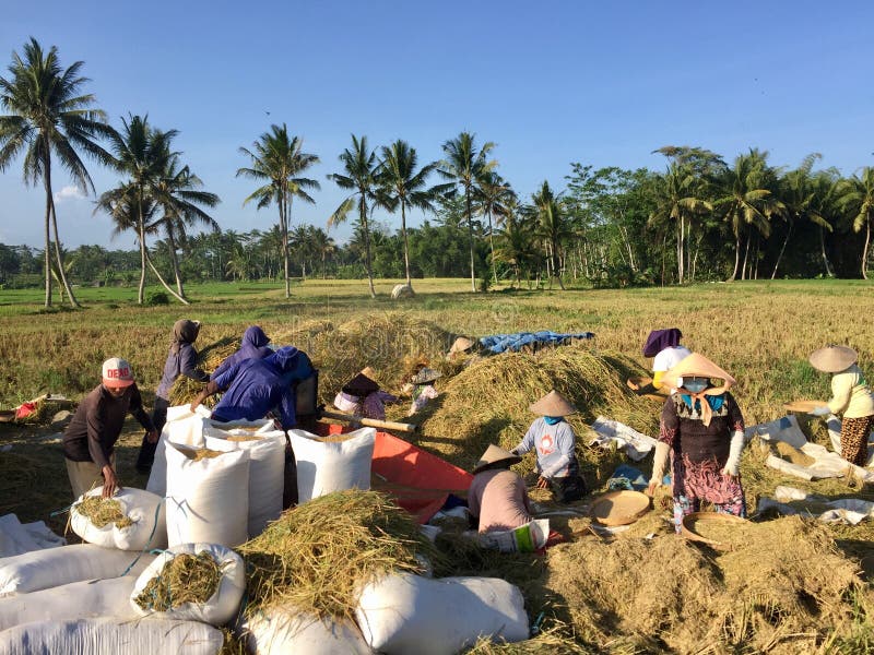 The atmosphere in a farm that is doing the traditional harvest process, working together to process rice stock photos