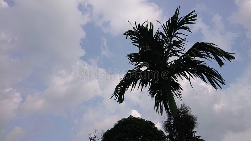 The atmosphere of the sky in the afternoon and a areca tree stock photography