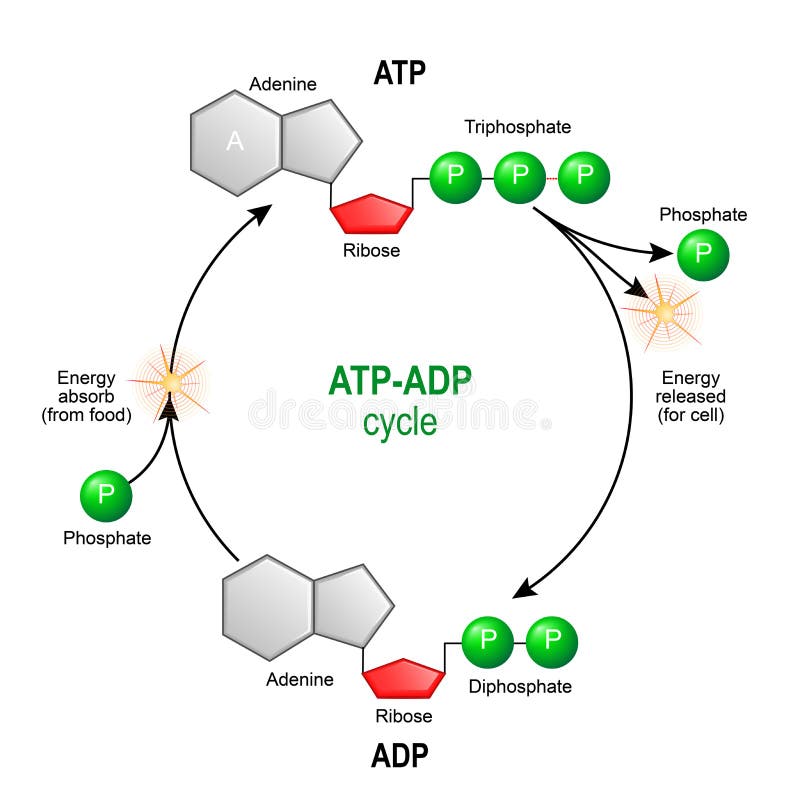 ATP ADP cycle. Adenosine triphosphate ATP is a organic chemica