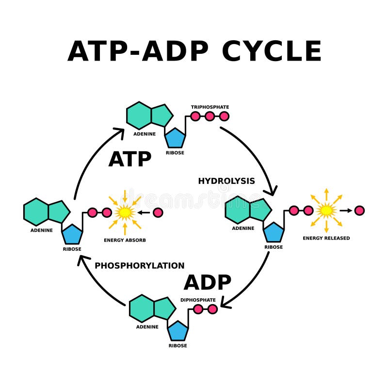 Atp Cycle Diagram atp-jogos-verloop-io