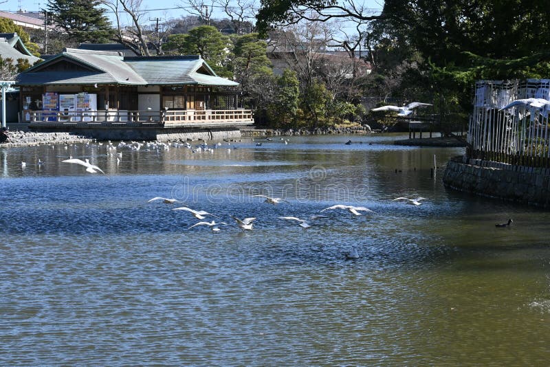 Tourist attractions in Japan Kamakura â€™Tsurugaoka Hachimangu shrineâ€™ This is famous as a shrine related to Minamoto no Yoritomo, the first shogun of Kamakura Shogunate. Tourist attractions in Japan Kamakura â€™Tsurugaoka Hachimangu shrineâ€™ This is famous as a shrine related to Minamoto no Yoritomo, the first shogun of Kamakura Shogunate.