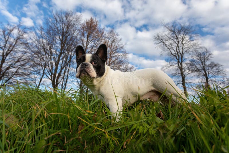 Portrait of a French Bulldog for a walk in the autumn park. The green lawn and the trees have dropped their leaves. Portrait of a French Bulldog for a walk in the autumn park. The green lawn and the trees have dropped their leaves