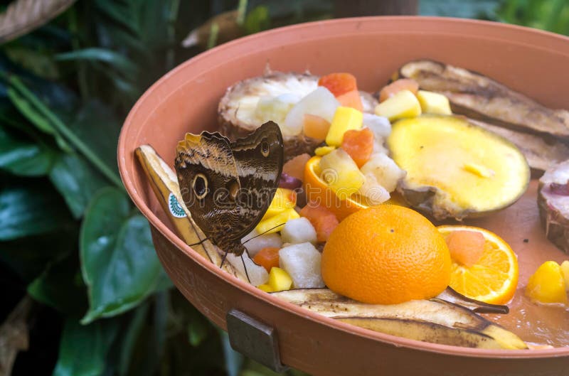 Atreus de Caligo, le hibou géant jaune-bordé, mangeant des fruits, vue ventrale Des papillons de hibou, le genre obscurité de Cal photographie stock libre de droits Atreus de Caligo, le hibou géant jaune-bordé, mangeant des fruits, vue ventrale Des papillons de hibou, le genre obscurité de Cal photographie stock libre de droits