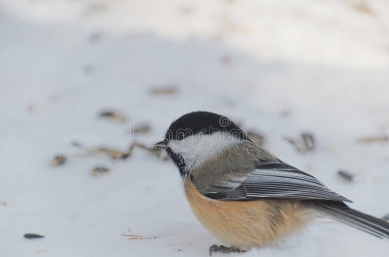 atricapillus Noir-couvert de Poecile de Chickadee photographie stock atricapillus Noir-couvert de Poecile de Chickadee photographie stock
