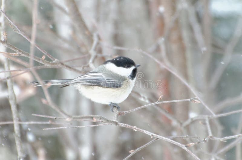 atricapillus Noir-couvert de Poecile de Chickadee photos libres de droits atricapillus Noir-couvert de Poecile de Chickadee photos libres de droits
