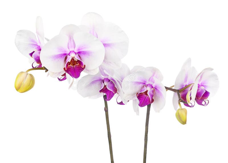Att blomma fattar av den vita purpurfärgade orkidén som isoleras på vit backgroun royaltyfri bild Att blomma fattar av den vita purpurfärgade orkidén som isoleras på vit backgroun royaltyfri bild