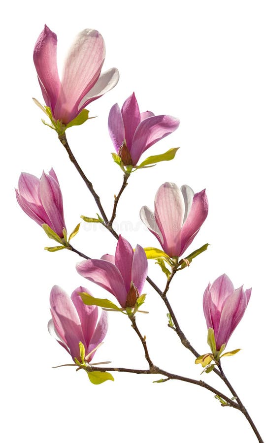 Att blomma förgrena sig av magnolia royaltyfria foton