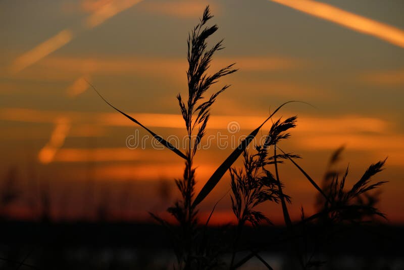 Landscape fantastic sunset on the wheat field sunbeams glare. Landscape fantastic sunset on the wheat field sunbeams glare.