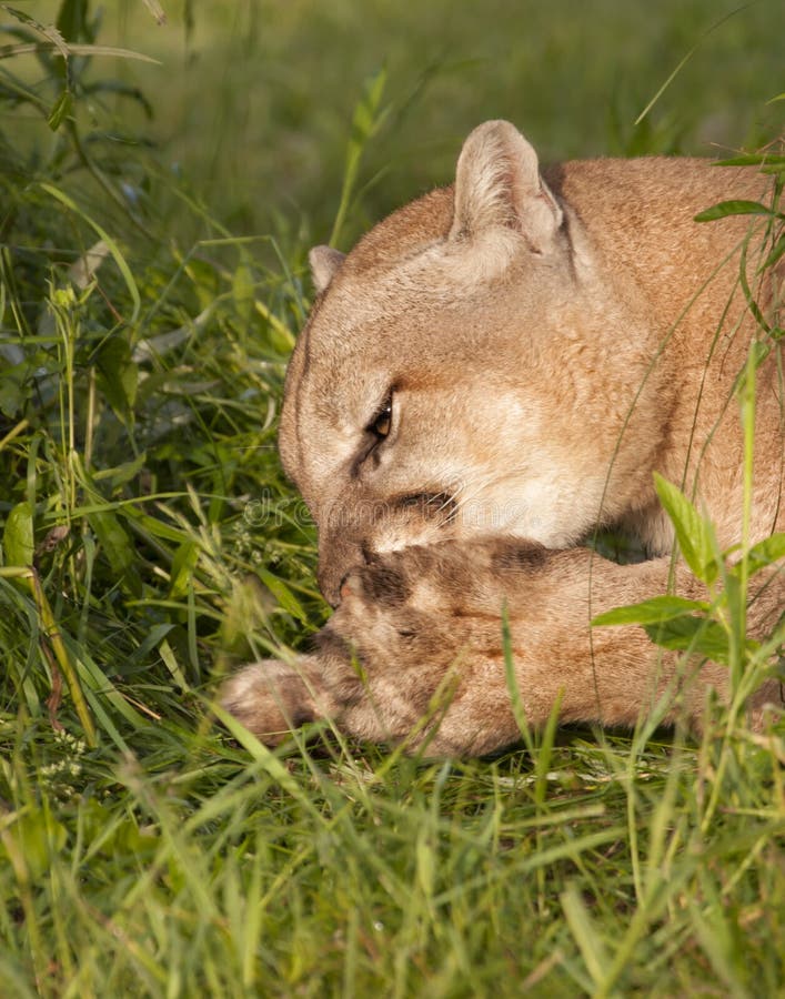 Att göra ren för puma som är hans, tafsar arkivfoton Att göra ren för puma som är hans, tafsar arkivfoton