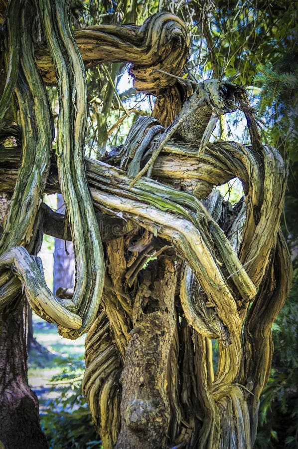 Kringlande rötter arkivfoton