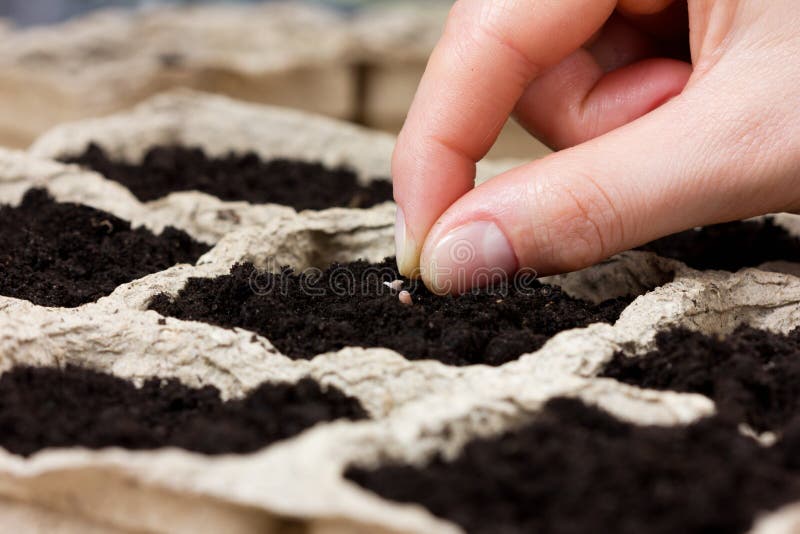 Woman hand planting seed in the ground or soil. spring sowing. gardening. Woman hand planting seed in the ground or soil. spring sowing. gardening.