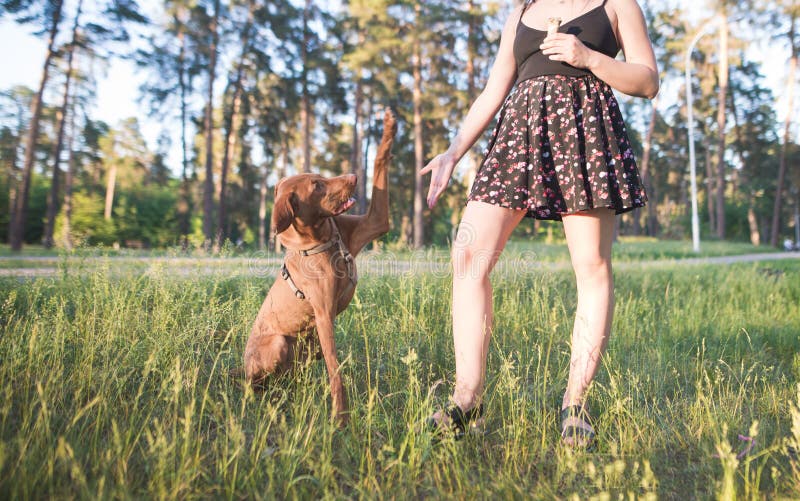 Att spela med hunden på parkerar Det lyckliga ung flickainnehav hänger lös på en vitbakgrund stålarrussell terrier fotografering för bildbyråer Att spela med hunden på parkerar Det lyckliga ung flickainnehav hänger lös på en vitbakgrund stålarrussell terrier fotografering för bildbyråer