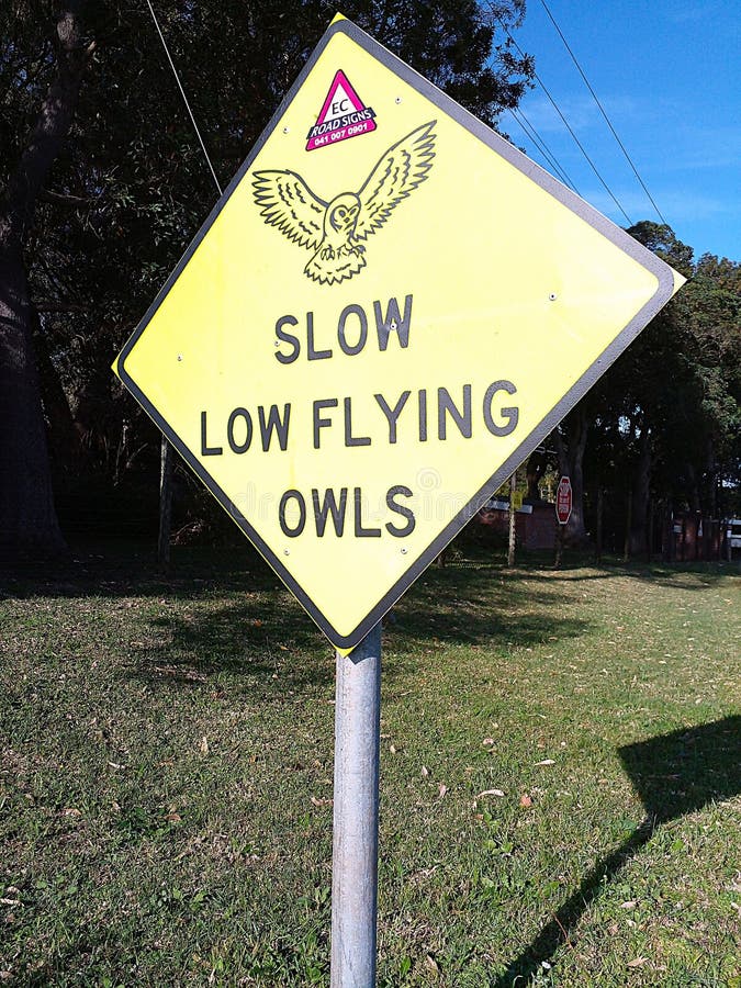 Port Elizabeth, South Africa, July 2, 2025 – Slow, Low Flying Owls. Att vara nattvardande varelser skadas ofta av bilar. Deras syn skymmas under natten av det intilliggande strålkastarljuset.