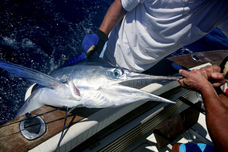 Attaccare e versione del marlin bianco del Billfish alla barca