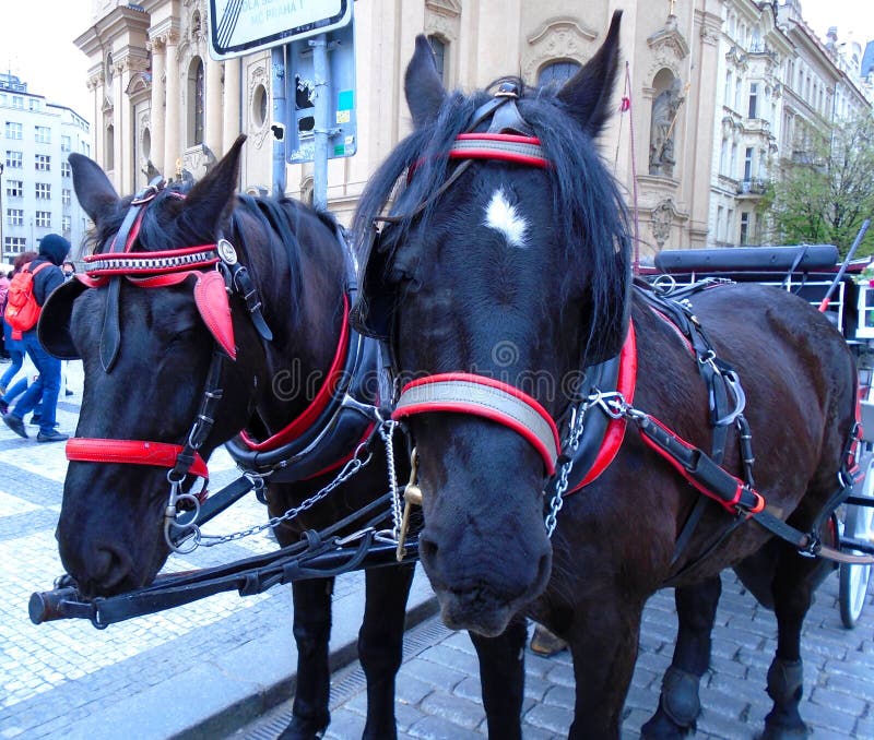 Attached horses at Prague`s Old Town Square