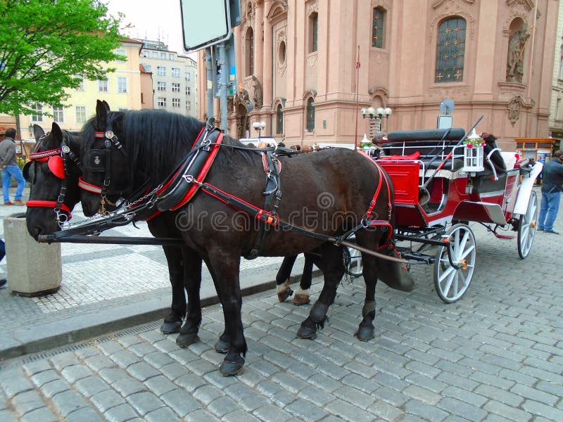 Attached horses at Prague`s Old Town Square