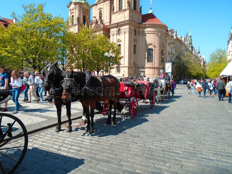 Attached horses at Prague`s Old Town Square