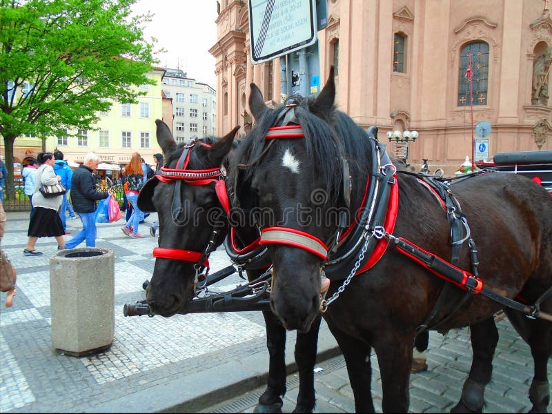 Attached horses at Prague`s Old Town Square