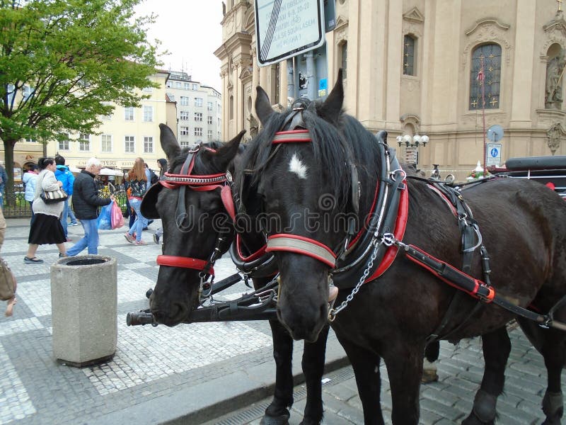 Attached horses at Prague`s Old Town Square