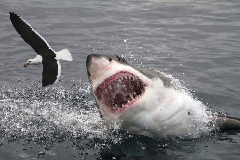 El gran blanco tiburón agresor el mar gaviota.