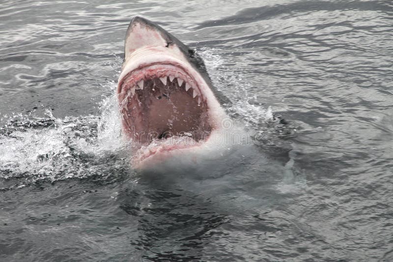 Ataque El gran blanco tiburón el gran mandíbulas.