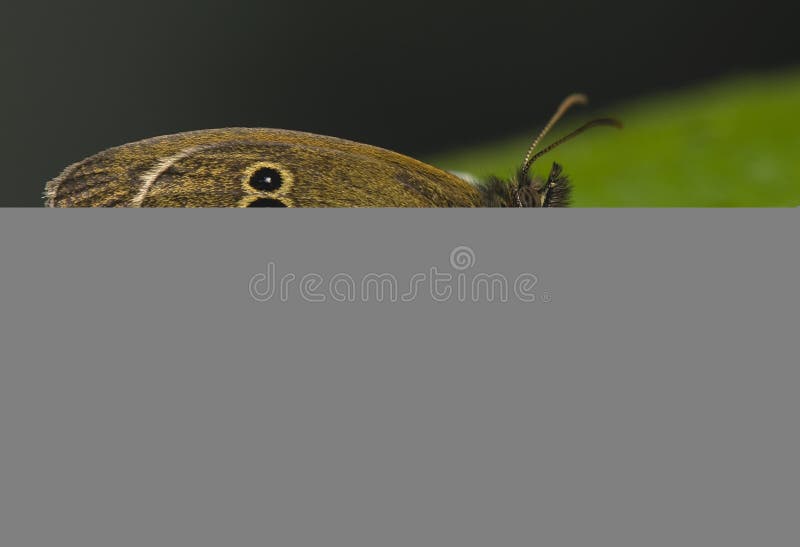 Attack Misumena vatia on Aphantopus hyperantus stock image