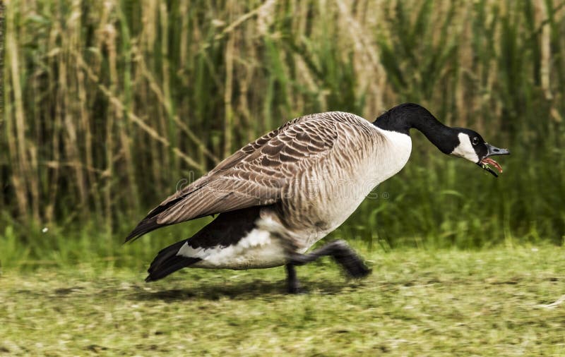 Canada goose defending