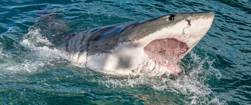 Attacking Great White Shark . Stock Photo - Image of carcharias ...