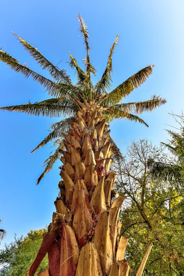 AttaleaSaccharifera palmträd royaltyfri fotografi AttaleaSaccharifera palmträd royaltyfri fotografi