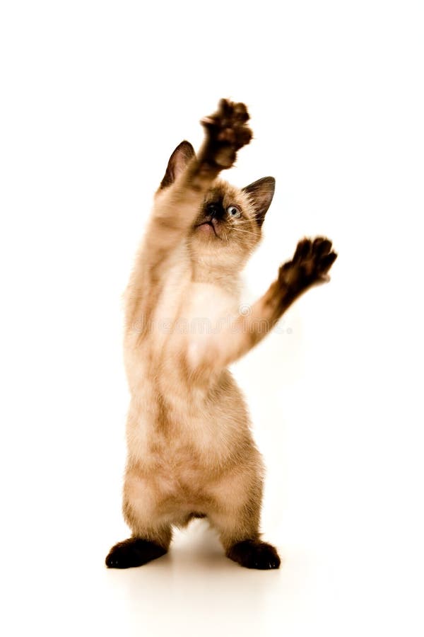 Attaque de chaton Attaque de chaton
