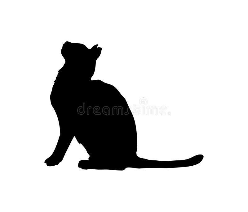 An attentive cat. Solid, plausible silhouette. Sit and wait for food.