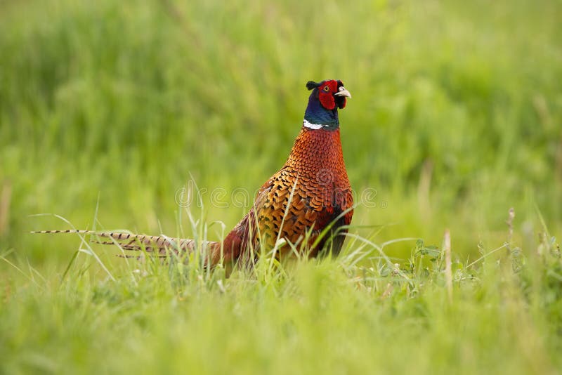 Disturbed common pheasant, phasianus colchicus, walking along the grassland in summer. Curious ring-necked bird observing the grassy vegetation of the hayfield. Hungry pheasant in the nature. Disturbed common pheasant, phasianus colchicus, walking along the grassland in summer. Curious ring-necked bird observing the grassy vegetation of the hayfield. Hungry pheasant in the nature.