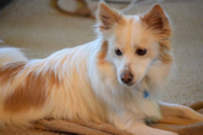 japanese spitz cross chihuahua